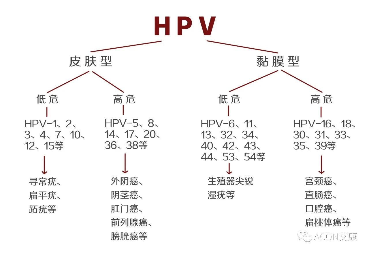 HPV轉(zhuǎn)陰其實(shí)很簡(jiǎn)單， 女性必知的宮頸癌真相